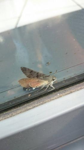 Macroglossum stellatarum