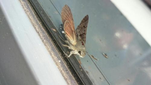 Macroglossum stellatarum