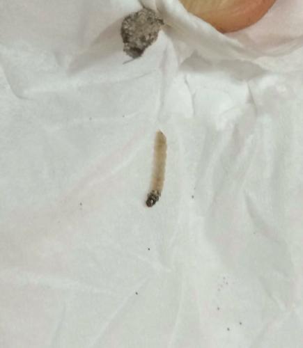 Phereoeca sp.
