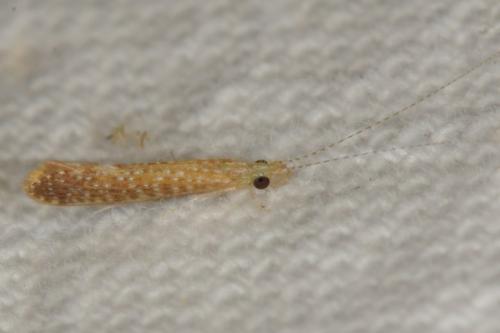 Réf. 146 219 : Setodes punctatus