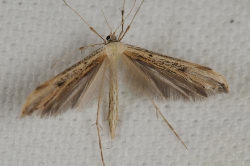 Emmelina monodactyla