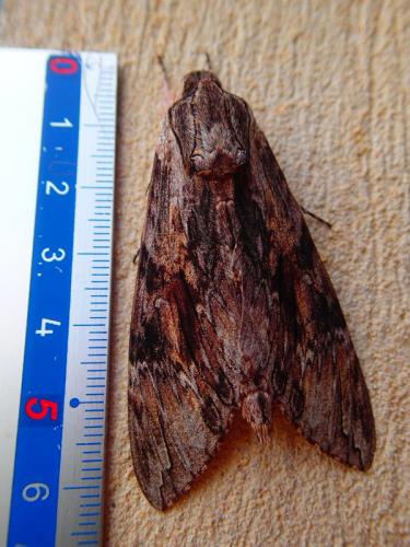 Agrius convolvuli