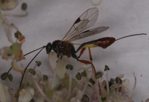 Réf. 146 602 : Pristomerus vulnerator