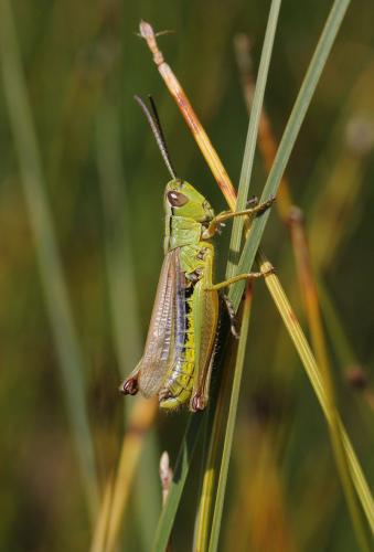 Réf. 146 090 : Pseudochorthippus montanus montanus