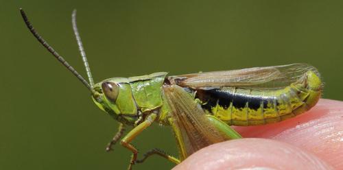Pseudochorthippus montanus montanus
