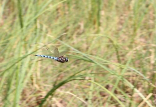 Aeshna caerulea
