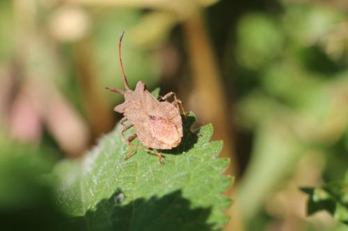 Coreus marginatus