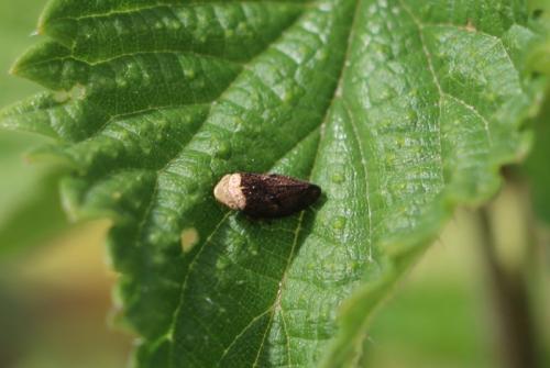 Philaenus spumarius