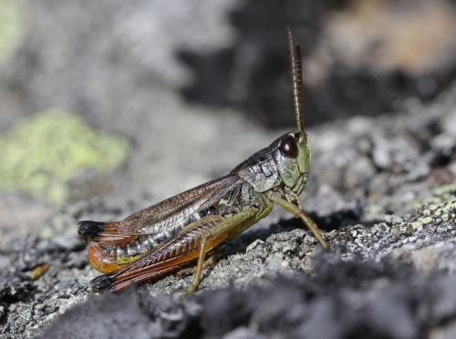 Réf. 146 030 : Pseudochorthippus parallelus