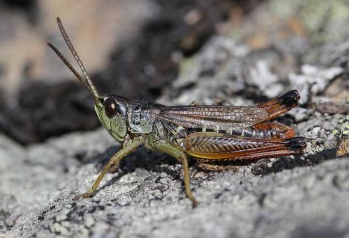 Réf. 146 040 : Pseudochorthippus parallelus