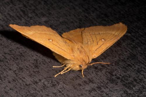 Lasiocampa quercus