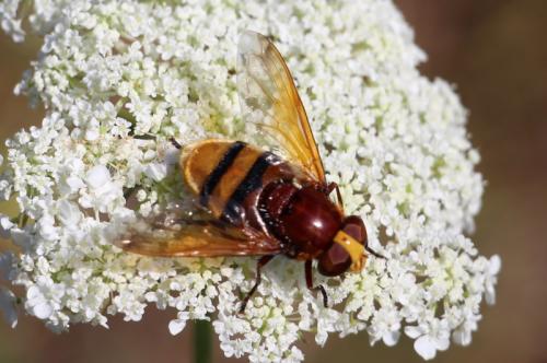 Réf. 146 332 : Volucella zonaria