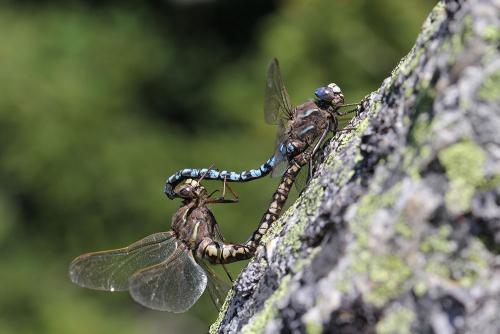 Réf. 146 035 : Aeshna caerulea
