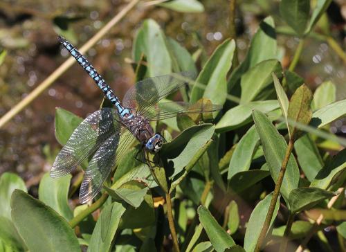 Aeshna caerulea