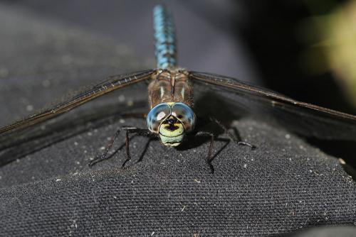 Réf. 146 037 : Aeshna caerulea