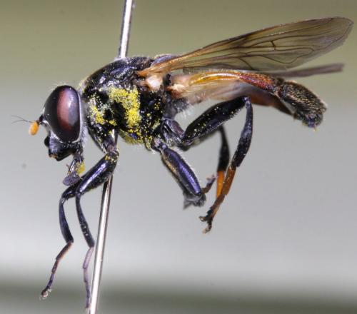 Réf. 146 478 : Myolepta potens