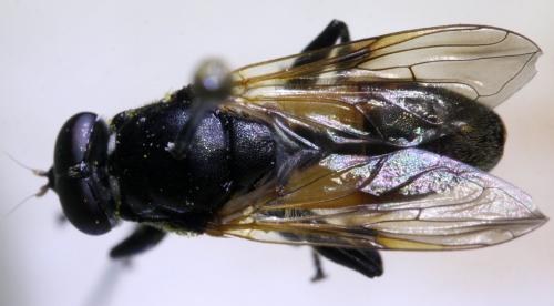 Réf. 146 479 : Myolepta potens