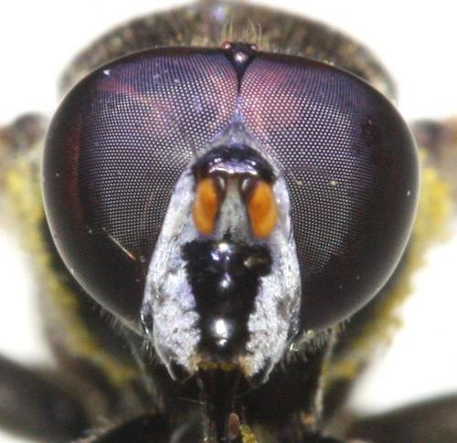 Réf. 146 480 : Myolepta potens