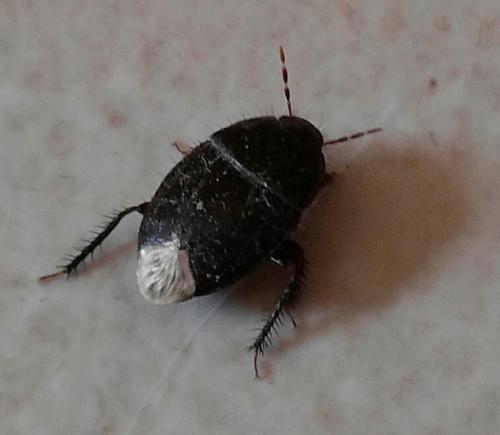 Geotomus sp.