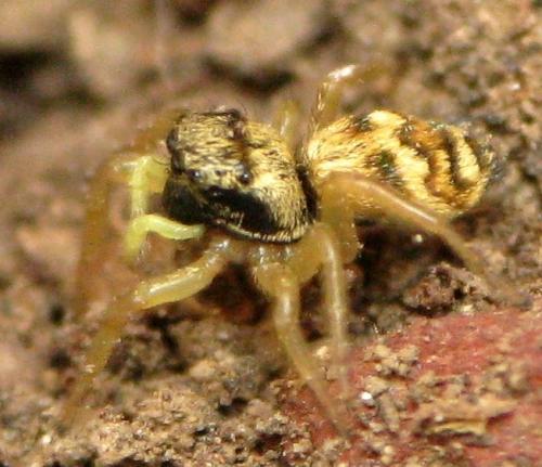 Heliophanus sp.