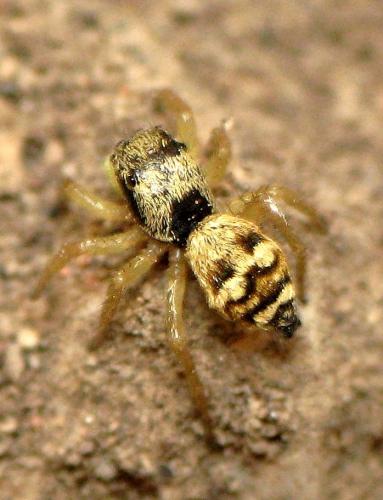 Heliophanus sp.
