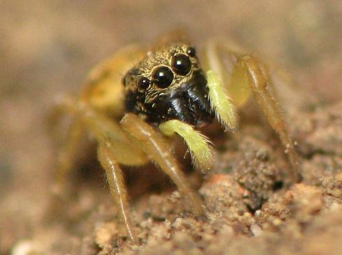 Réf. 146 351 : Heliophanus sp.