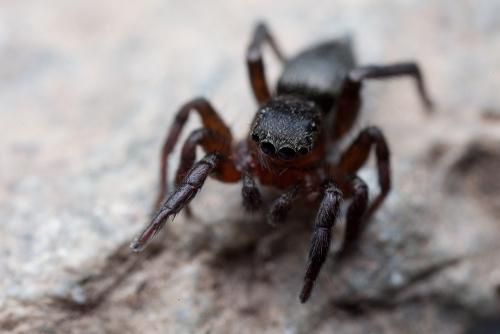 Réf. 146 661 : Phlegra fasciata