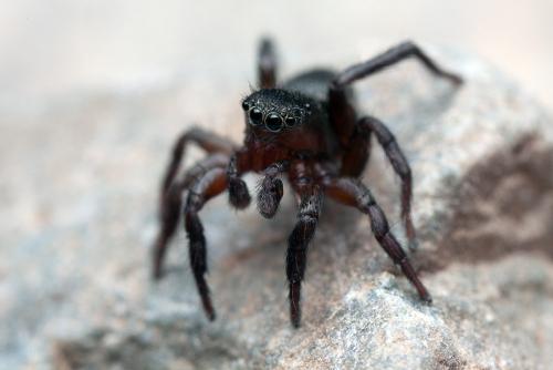 Réf. 146 662 : Phlegra fasciata