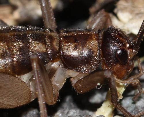 Petaloptila andreinii