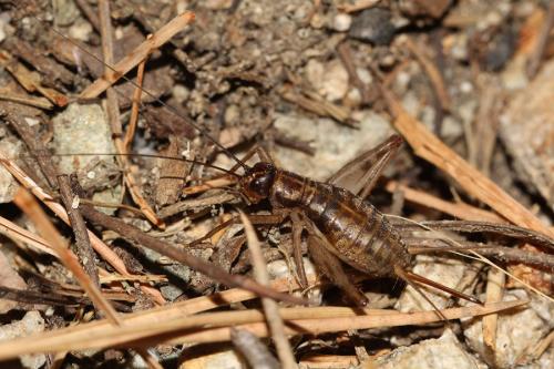 Petaloptila andreinii