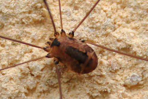 Réf. 146 649 : Leiobunum rotundum