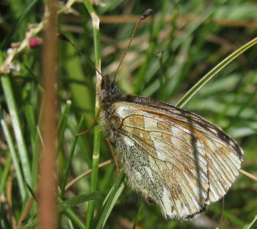 Boloria napaea
