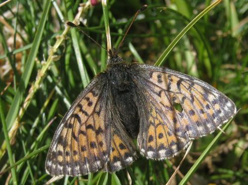 Réf. 146 147 : Boloria napaea