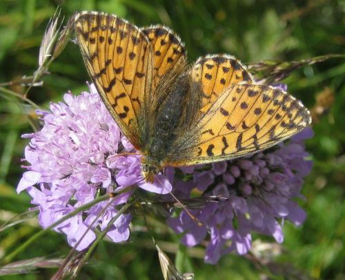Réf. 146 177 : Boloria pales