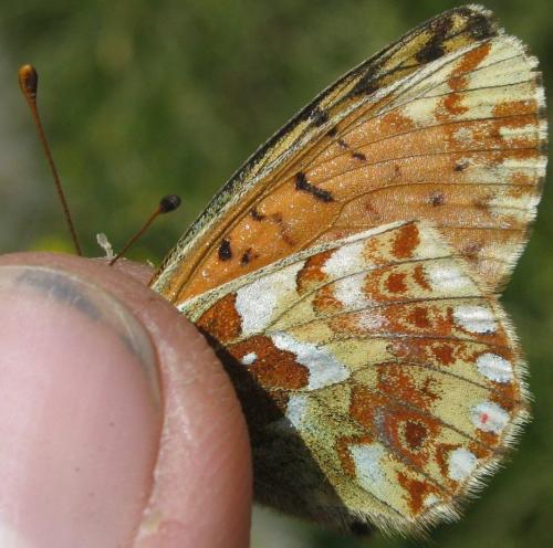 Réf. 146 176 : Boloria pales