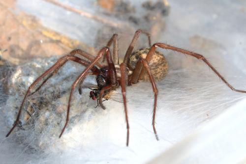 Eratigena atrica