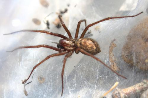 Eratigena atrica