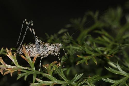 Réf. 146 715 : Antaxius bouvieri