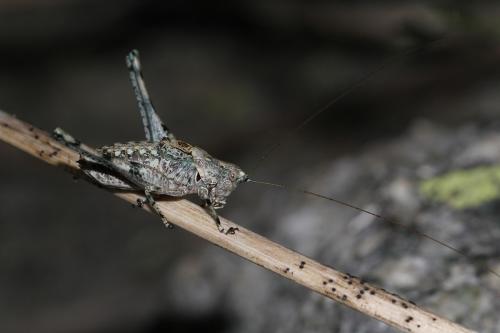 Réf. 146 714 : Antaxius bouvieri