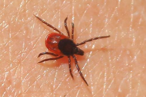 Réf. 146 544 : Ixodes ricinus