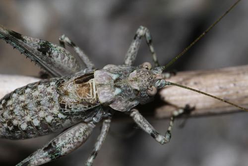 Antaxius bouvieri