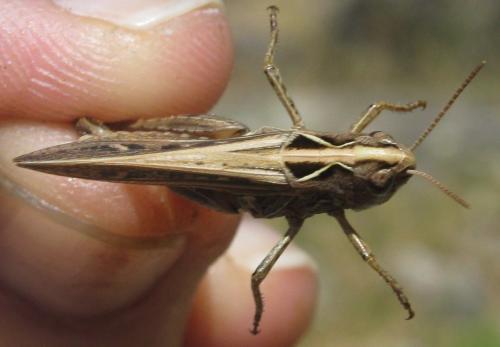 Omocestus haemorrhoidalis haemorrhoidalis