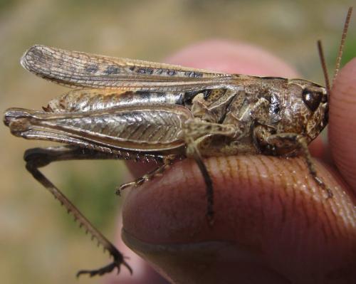 Omocestus haemorrhoidalis haemorrhoidalis
