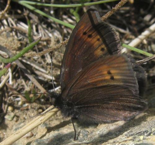 Erebia epiphron