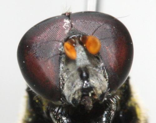 Myolepta dubia