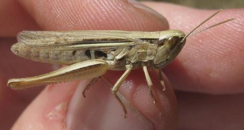 Euchorthippus elegantulus