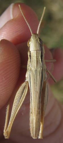 Euchorthippus elegantulus