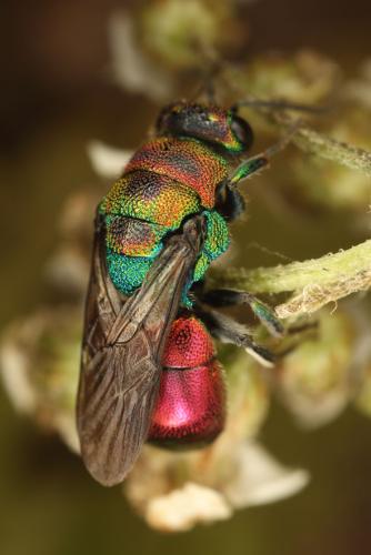 Hedychrum rutilans