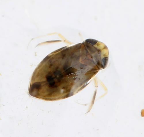 Réf. 146 028 : Micronecta sp.