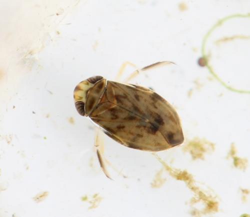 Réf. 146 029 : Micronecta sp.